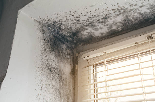 Affordable Hvac And Air Duct Mold Remediation solutions in Rebuck, PA